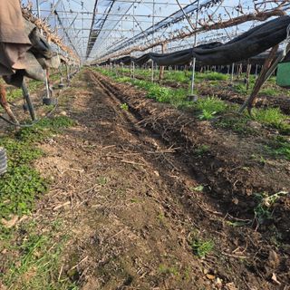 동동예행복농장님의 포도 · 영농일지 작성글 사진