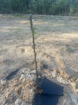 이태규님의 기타작물 · 영농일지 작성글 사진