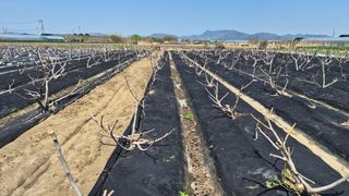 늘푸른 농장주님의 기타작물 · 영농일지 작성글 사진