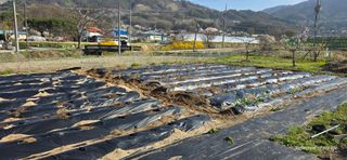 산골아찌님의 기타작물 · 영농일지 작성글 사진