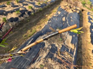 정영석님의 복숭아 · 영농일지 작성글 사진