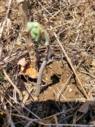 돈디아고(김덕수)님의 기타작물 · 영농일지 작성글 사진
