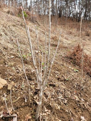 돈디아고(김덕수)님의 기타작물 · 영농일지 작성글 사진