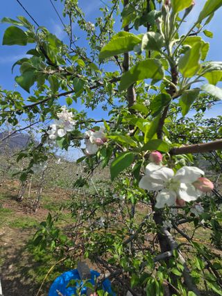 최동구님의 기타작물 · 영농일지 작성글 사진