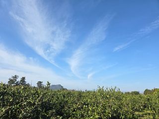 산방자연농원님의 귤 · 영농일지 작성글 사진