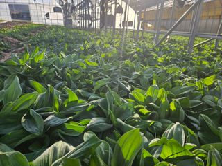 전봉우(채미농원)님의 기타작물 · 영농일지 작성글 사진