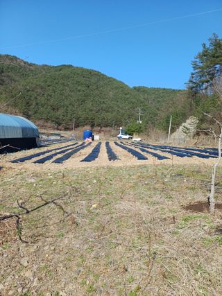 건달농사꾼정영수님의 기타작물 · 영농일지 작성글 사진