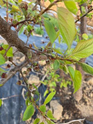 정영석님의 기타작물 · 영농일지 작성글 사진