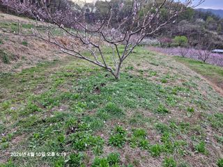 장정규님의 복숭아 · 영농일지 작성글 사진