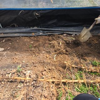 동동예행복농장님의 포도 · 영농일지 작성글 사진