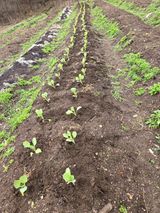 팜모닝 양파·영농일지 게시글 이미지