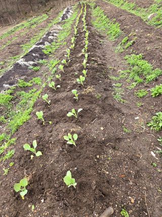 양국헌님의 양파 · 영농일지 작성글 사진