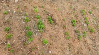 박순덕님의 기타작물 · 영농일지 작성글 사진