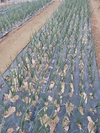 알렉산더님의 양파 · 영농일지 작성글 사진