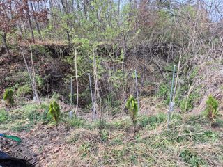 왕대추님의 기타작물 · 영농일지 작성글 사진