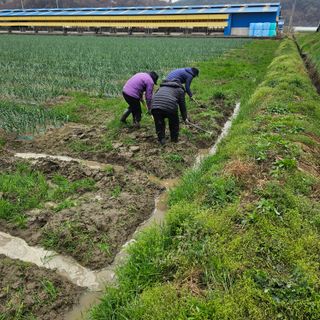권정식님의 양파 · 영농일지 작성글 사진