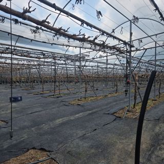 동동예행복농장님의 포도 · 영농일지 작성글 사진