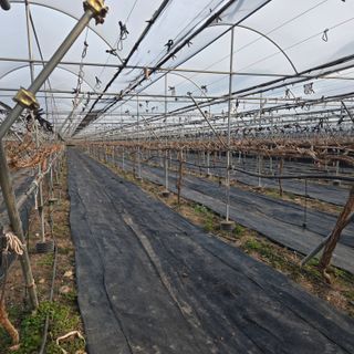 동동예행복농장님의 포도 · 영농일지 작성글 사진