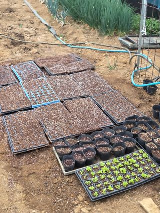 제주농부님의 기타작물 · 영농일지 작성글 사진