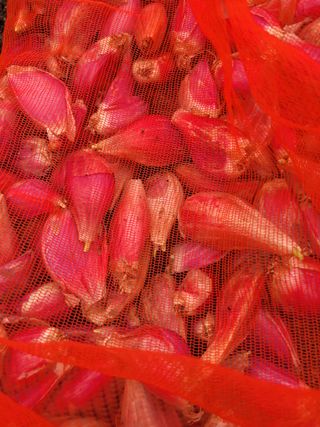 알렉산더님의 양파 · 영농일지 작성글 사진