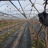 동동예행복농장님의 작성글 사진