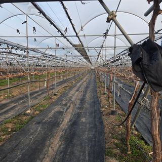 동동예행복농장님의 포도 · 영농일지 작성글 사진