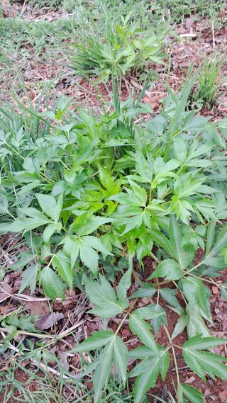 bpjh9173님의 감자 · 영농일지 작성글 사진