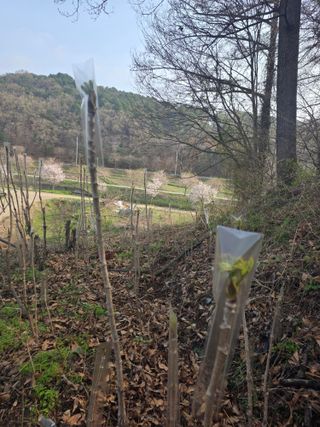 한상훈님의 두릅 · 영농일지 작성글 사진