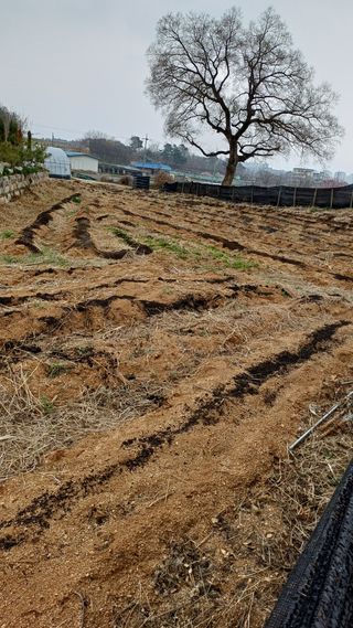 박순덕님의 기타작물 · 영농일지 작성글 사진
