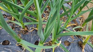 김지철님의 기타작물 · 영농일지 작성글 사진