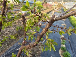 정영석님의 기타작물 · 영농일지 작성글 사진