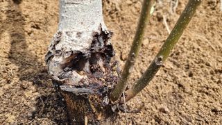 두원리 산막골농부님의 기타작물 · 영농일지 작성글 사진