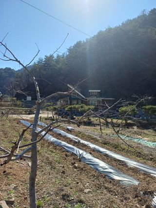 건달농사꾼정영수님의 기타작물 · 영농일지 작성글 사진