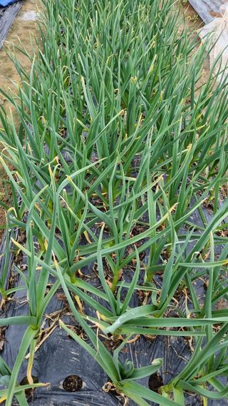 김지철님의 기타작물 · 영농일지 작성글 사진