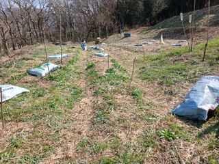 김윤철님의 기타작물 · 영농일지 작성글 사진