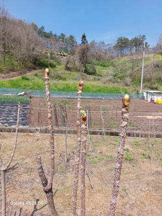 손길준님의 기타작물 · 영농일지 작성글 사진