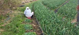 경주농장님의 마늘 · 영농일지 작성글 사진