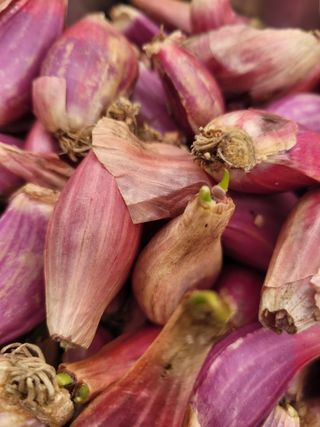 알렉산더님의 양파 · 영농일지 작성글 사진