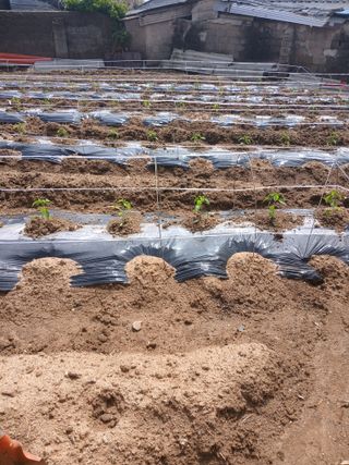 최유순님의 고추 · 영농일지 작성글 사진