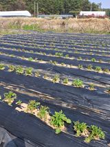 마늘14470님의 작성글 사진