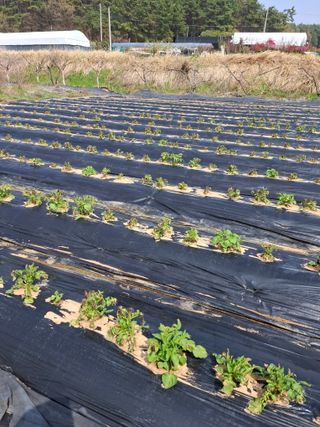 마늘14470님의 감자 · 영농일지 작성글 사진