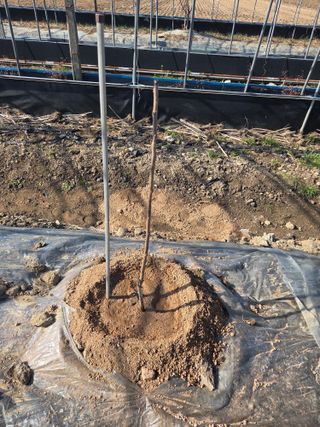 정영석님의 기타작물 · 영농일지 작성글 사진