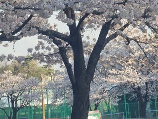 이미옥님의 벼 · 영농일지 작성글 사진