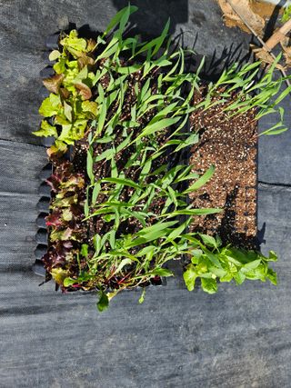 김인수님의 기타작물 · 영농일지 작성글 사진