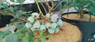 류근택님의 블루베리 · 영농일지 작성글 사진