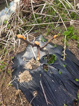 정영석님의 기타작물 · 영농일지 작성글 사진