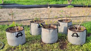 산수화풍님의 기타작물 · 영농일지 작성글 사진