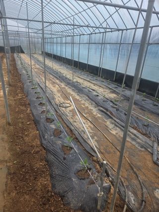 제주농부님의 기타작물 · 영농일지 작성글 사진