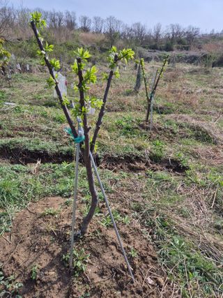 왕대추님의 기타작물 · 영농일지 작성글 사진