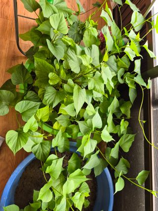 박순례님의 고구마 · 영농일지 작성글 사진